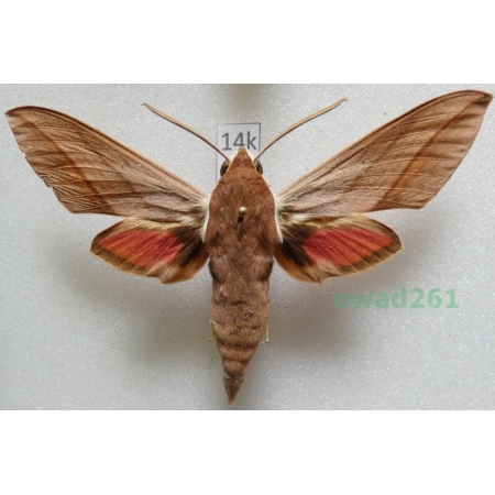 Theretra alecto (Linnaeus, 1758) ex. ovo Greece, Rhodes14k